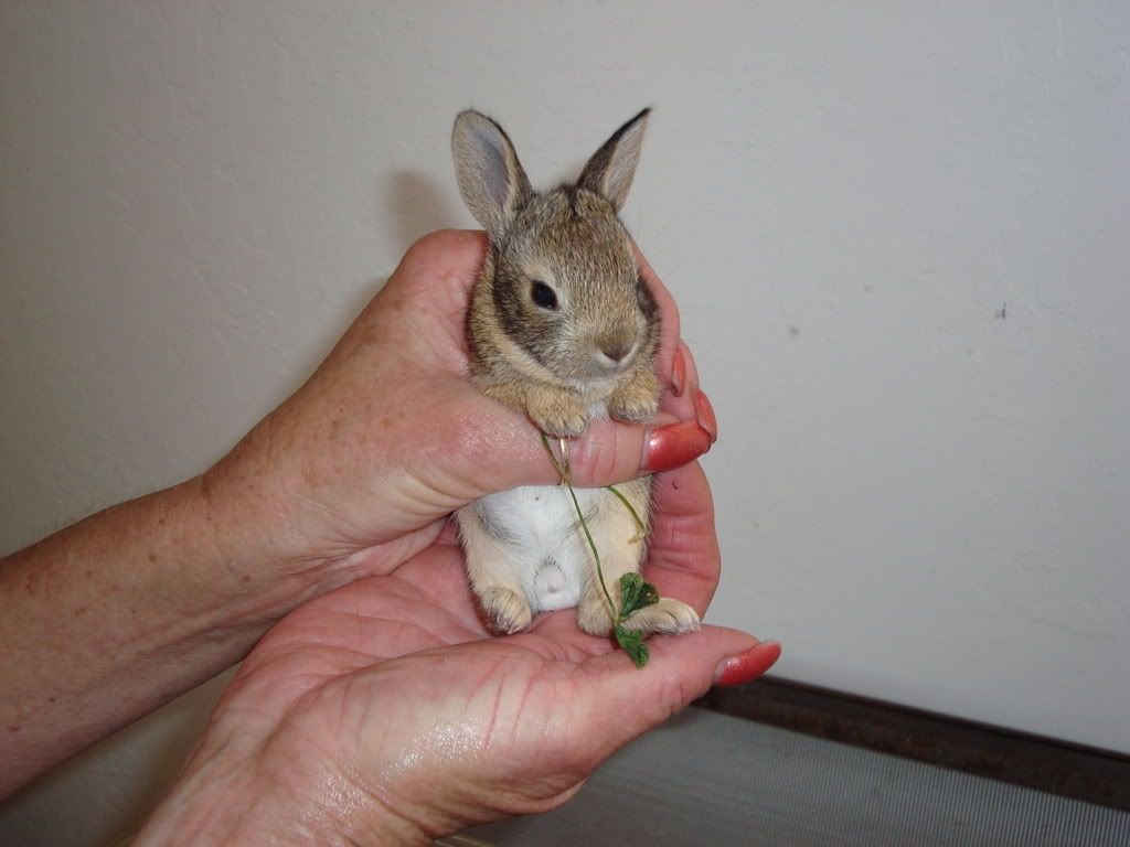Baby Jack Rabbit Photo by sasquatchwashere Photobucket